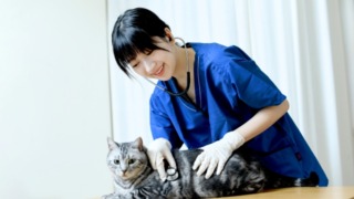 猫の体調管理